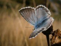 Natur des Jahres 2015